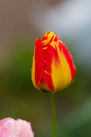 Yellow-red tulip in the garden after rain close-upの写真素材