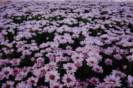 Colorful Chrysanthemum flowers growth in huge Dutch greenhouse, flowers for shops and auctions  world wide deliveryの写真素材