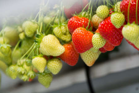 Tasty sweet organic pink strawberry growth in big Dutch greenhouse, everyday harvestの写真素材
