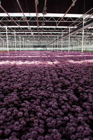 Colorful Chrysanthemum flowers growth in huge Dutch greenhouse, flowers for shops and auctions  world wide deliveryの写真素材