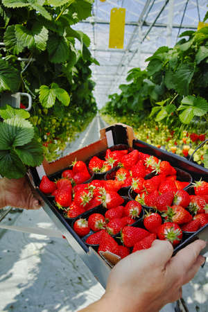 Tasty sweet organic pink strawberry growth in big Dutch greenhouse, everyday harvestの写真素材