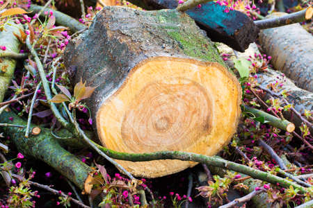 Fruit tree log with annual rings and pink flowers, spring season, garden worksの写真素材