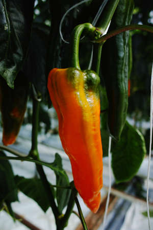 Tasty organic sweet paprika plants growth in big Dutch greenhouse, everyday harvest