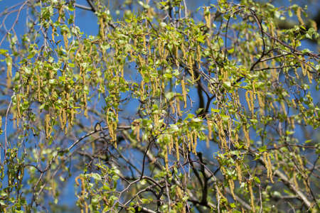 Seasonal allergy - birch tree blossom, pollen and budsの写真素材