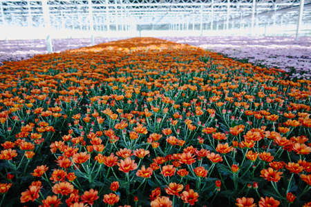 Colorful Chrysanthemum flowers growth in huge Dutch greenhouse, flowers for shops and auctions  world wide deliveryの写真素材