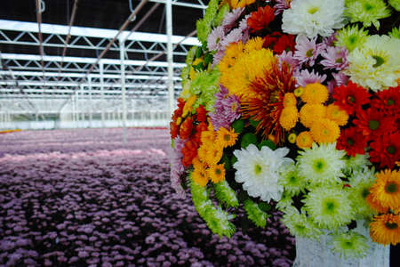 Colorful Chrysanthemum flowers growth in huge Dutch greenhouse, flowers for shops and auctions  world wide deliveryの写真素材