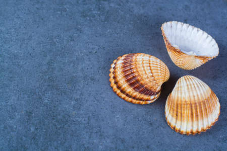 Thee colorful sea shells, copy space, on blue background