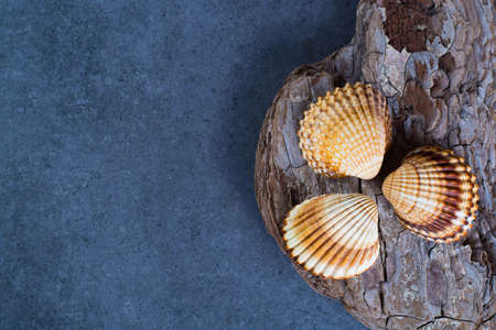 Thee colorful sea shells, copy space, on blue background