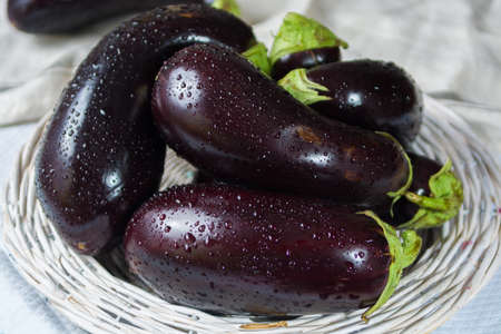 Ripe big violet eggplants on the white wicker plate  - harvestの写真素材