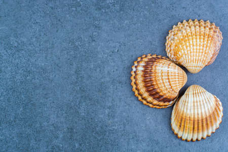 Thee colorful sea shells, copy space, on blue backgroundの写真素材