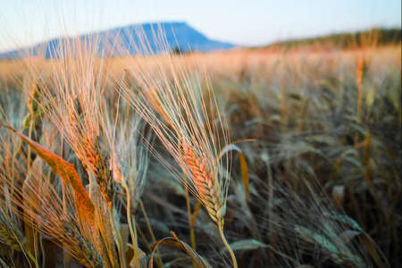 yellow fields with organic ripe hard wheat, grano duro, Sicily, Italyの写真素材