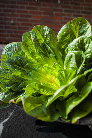 Green romaine lettuce  source of vitamins, ready to eatの写真素材