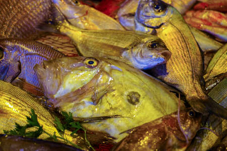 Raw fresh gilt-head bream, tasty dorade fish on ice, ready to cook