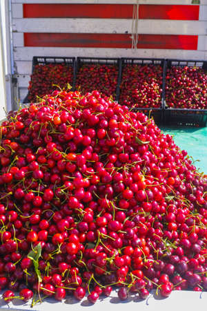 New harvest of fresh ripe red sweet cherry, street market in Italy, Sicily