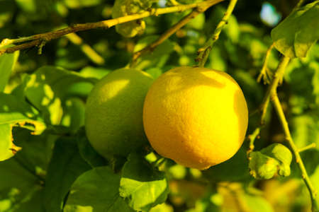 Ripe yellow Sicilian lemons on lemon trees, lemon plantations, ready to harvestの写真素材