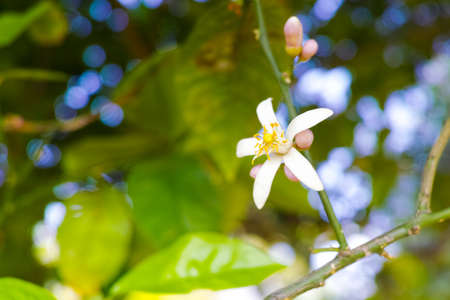 Sicilian lemons blossom on lemon trees, lemon plantationsの写真素材