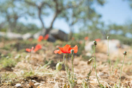 Olive trees plantatnie and Red poppy flowers on the field  summertimeの写真素材