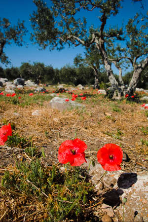 Olive trees plantatnie and Red poppy flowers on the field  summertimeの写真素材