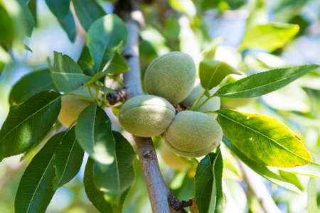 New harvest of almonds, almonds on the tree, Sicily, Italyの写真素材
