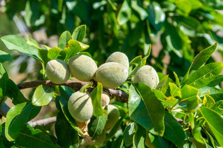 New harvest of almonds, almonds on the tree, Sicily, Italyの写真素材