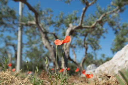 Olive trees plantatnie and Red poppy flowers on the field  summertimeの写真素材