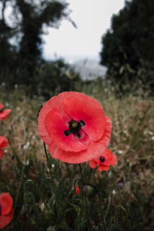 Red poppy flowers on the field  summertimeの写真素材