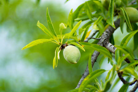 New harvest of almonds, almonds on the tree, Sicily, Italyの写真素材