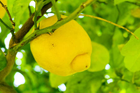 Ripe yellow Sicilian lemons on lemon trees, lemon plantations, ready to harvestの写真素材