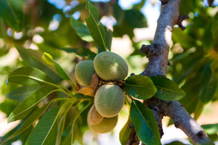 New harvest of almonds, almonds on the tree, Sicily, Italyの写真素材