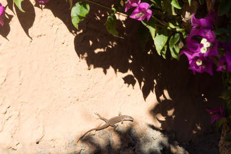 Small lizard sitting under the sun rays on warm stone wall with bougainvillea plantの写真素材