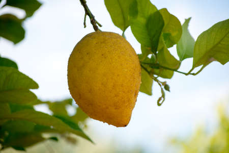 Ripe yellow Sicilian lemons on lemon trees, lemon plantations, ready to harvest