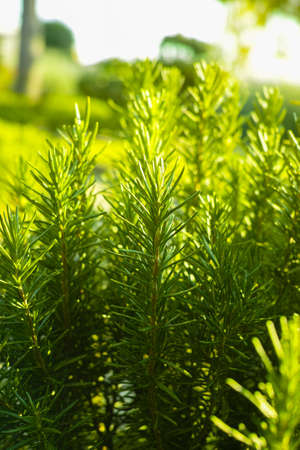 Rosemary (Rosmarinus officinalis) woody perennial herb plant in the gardenの写真素材