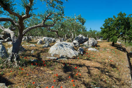Olive trees in a row on plantation, Sicily, Italyの写真素材