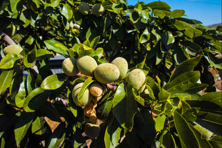 New harvest of almonds, almonds on the tree, Sicily, Italyの写真素材