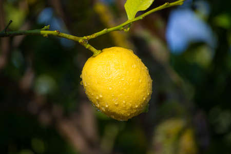 Ripe yellow Sicilian lemons on lemon trees, lemon plantations, ready to harvestの写真素材