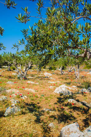 Olive trees in a row on plantation, Sicily, Italyの写真素材