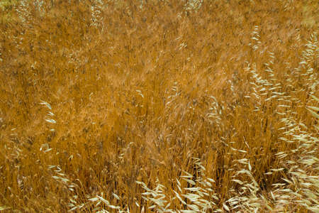 yellow fields with organic ripe hard wheat, grano duro, Sicily, Italyの写真素材