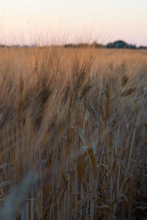 yellow fields with organic ripe hard wheat, grano duro, Sicily, Italyの写真素材