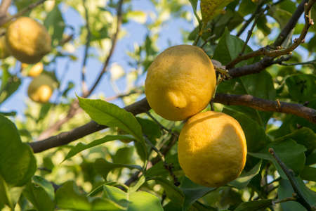 Ripe yellow Sicilian lemons on lemon trees, lemon plantations, ready to harvestの写真素材