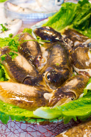 Raw non-frozen fresh squids on the plate on iceの写真素材