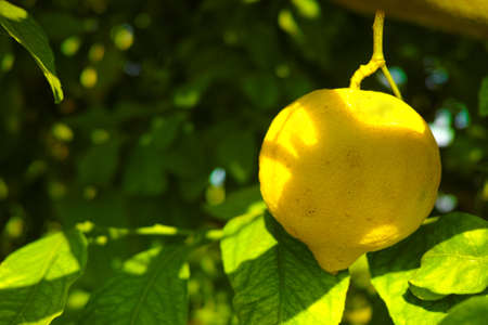 Ripe yellow Sicilian lemons on lemon trees, lemon plantations, ready to harvestの写真素材