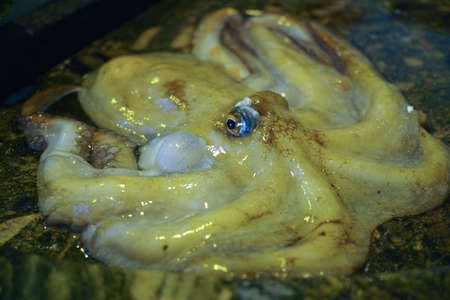 Morning catch of fishermen in Sicily,  raw fresh big octopus molluskの写真素材