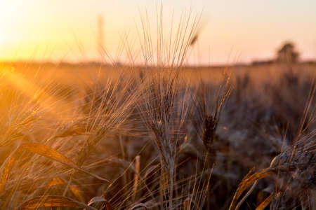 yellow fields with organic ripe hard wheat, grano duro, Sicily, Italyの写真素材