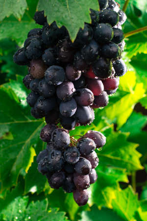 Healthy fruits Red wine grapes riping in the vineyard, dark grapes/ blue grapes/wine grapes,  ...