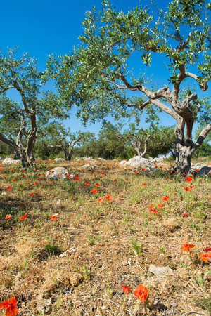 Big and old ancient olive tree in the olive garden in Mediterranean with stones and poppy flowersの写真素材