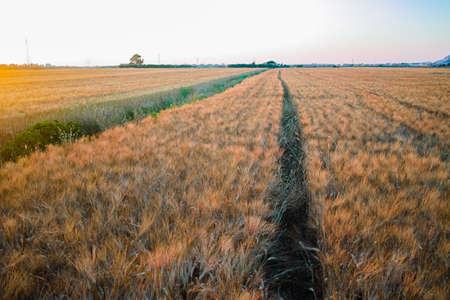 yellow fields with organic ripe hard wheat, grano duro, Sicily, Italy