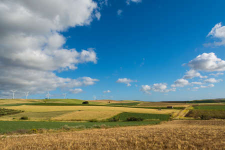 Panoramic view on yellow fields with ripe hard wheat and blue sky, grano duro, Sicily, Italyの写真素材
