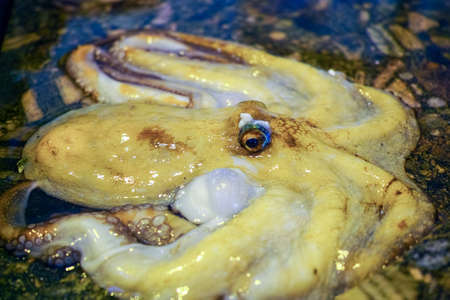 Morning catch of fishermen in Sicily,  raw fresh big octopus molluskの写真素材