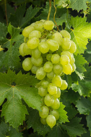 Healthy fruits White wine grapes riping in the vineyard, wine grapes, green grapes plant, ready to harvestの写真素材