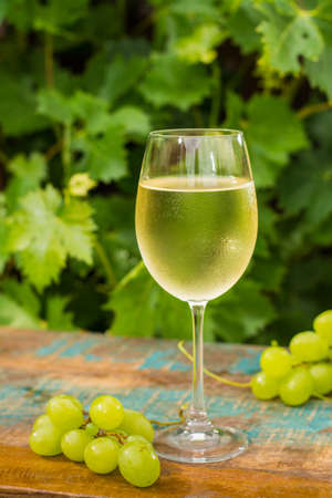 Wine glass with ice cold white wine, outdoor terrace, wine tasting in sunny day, green vineyard garden background and white grapeの写真素材